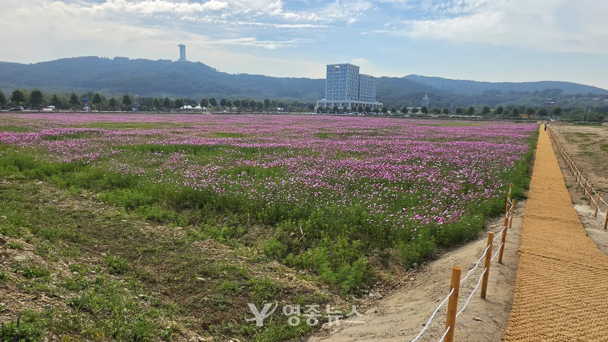 영종 골든테라시티에 펼쳐진 분홍빛 코스모스…정작 찾는 사람은 없어